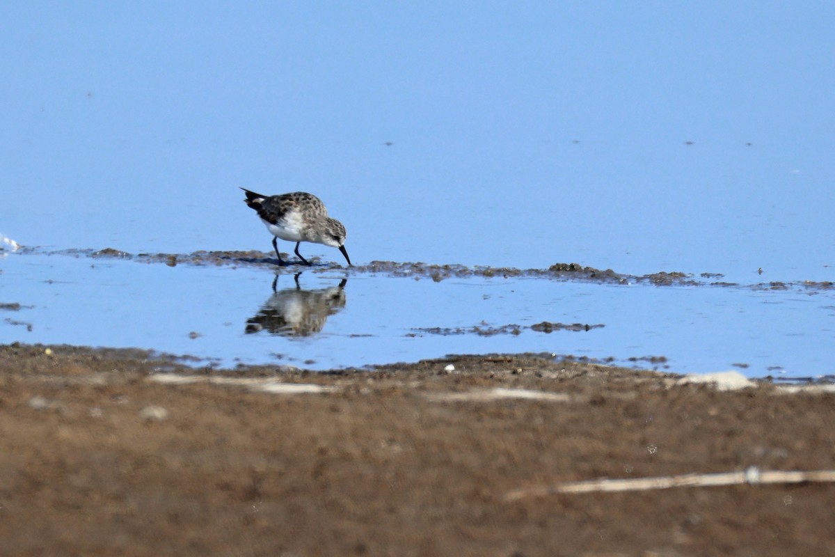 Little Stint - ML646734275
