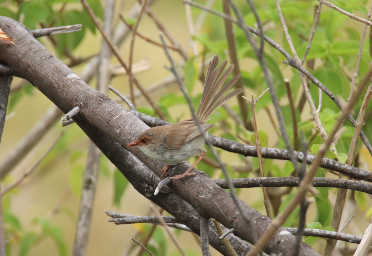 modropláštník nádherný - ML646734277