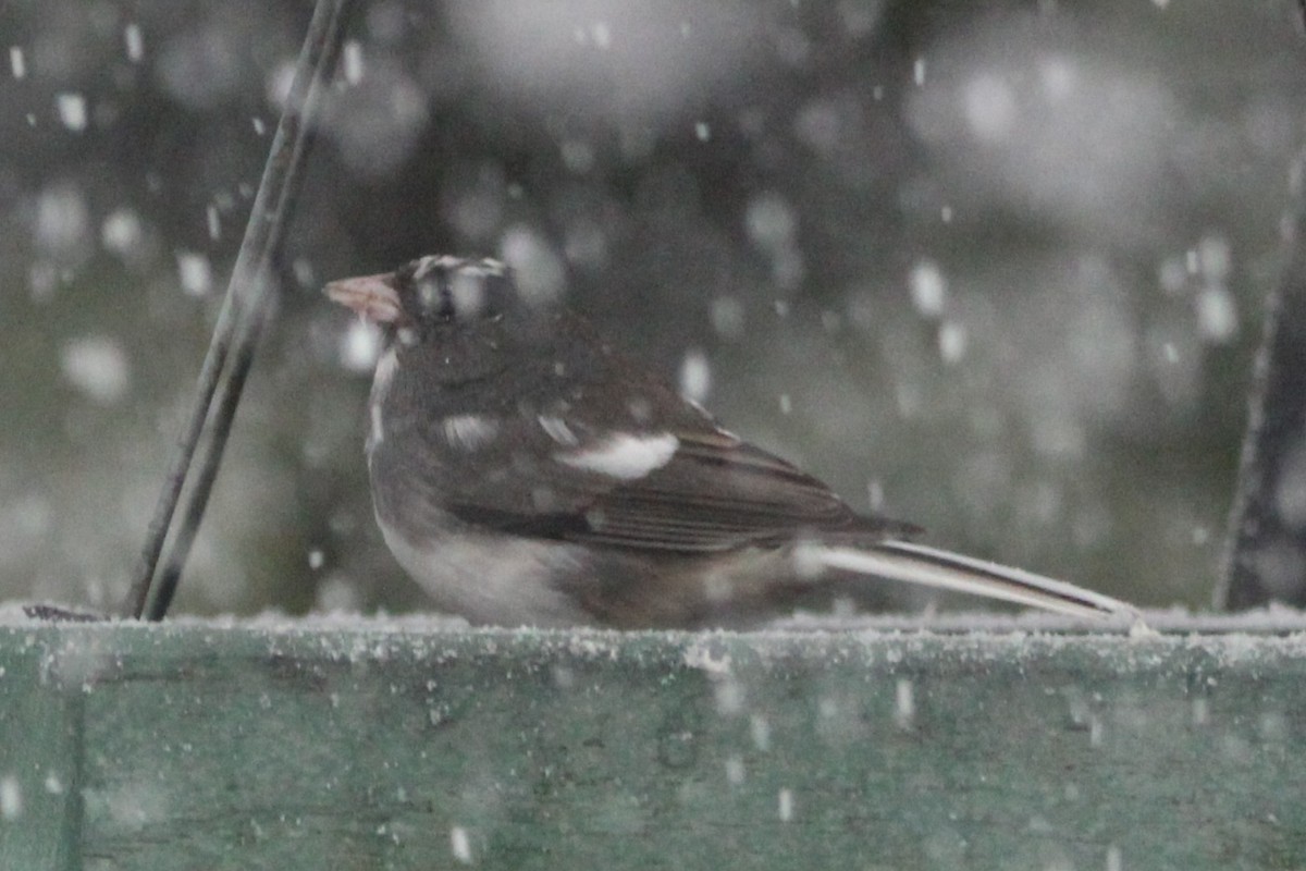 Dark-eyed Junco - ML646734281