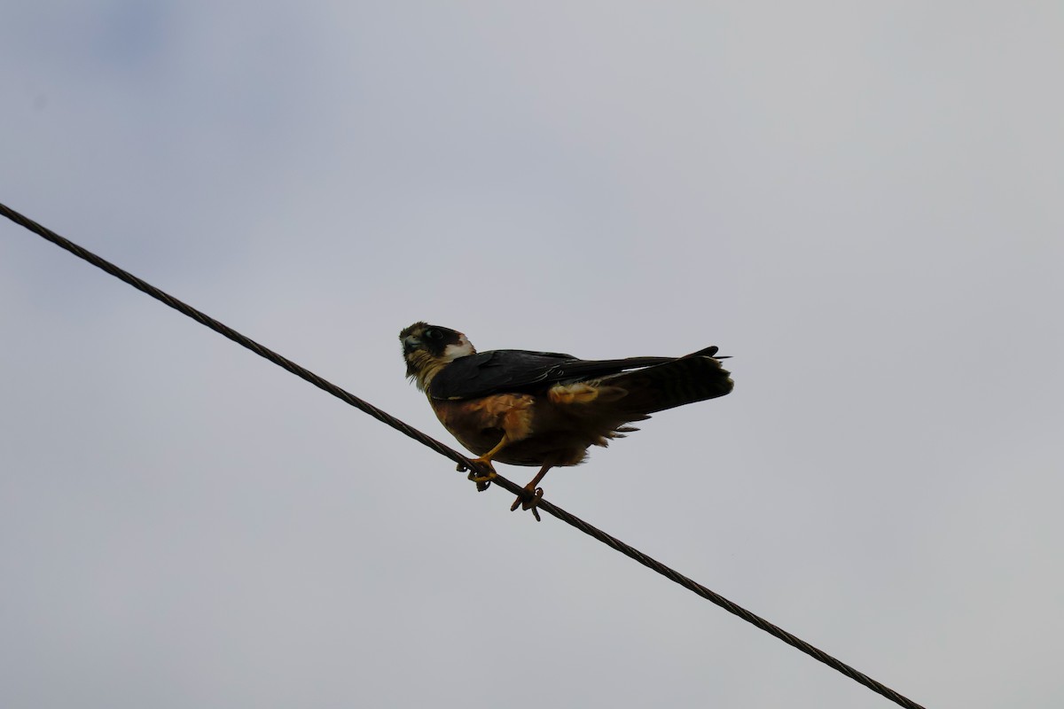 eukalyptusfalk - ML646734296