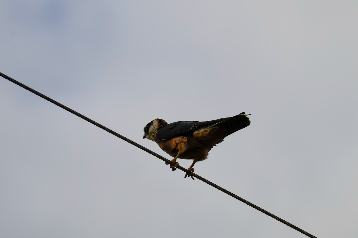 eukalyptusfalk - ML646734297