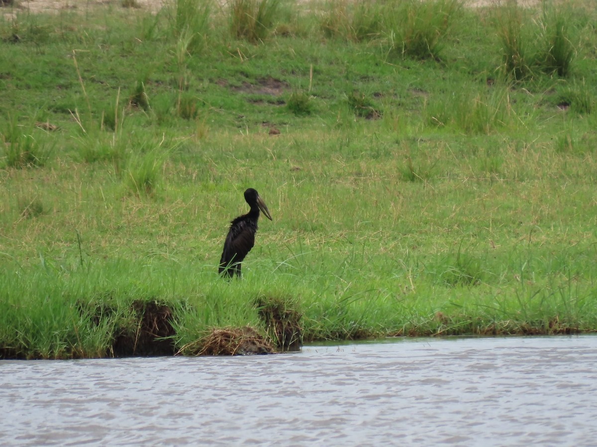 African Openbill - ML646734298