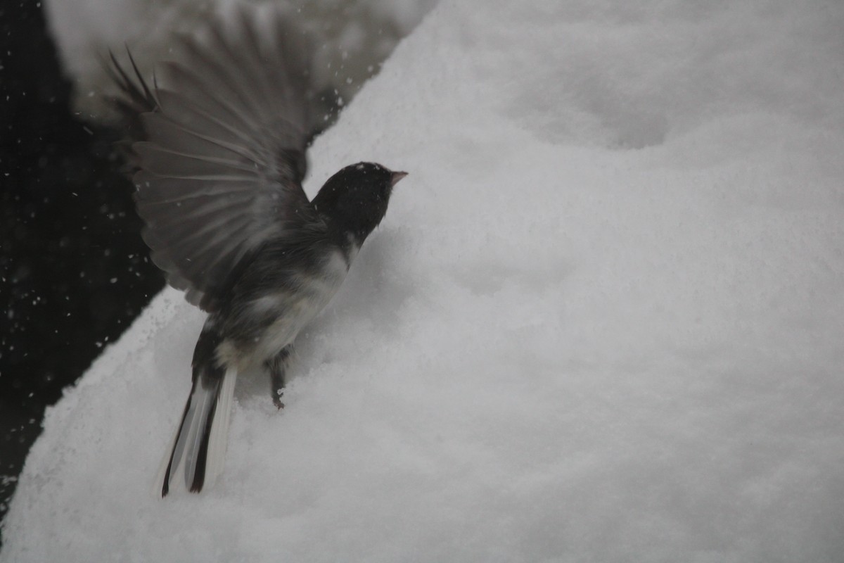 Dark-eyed Junco - ML646734305