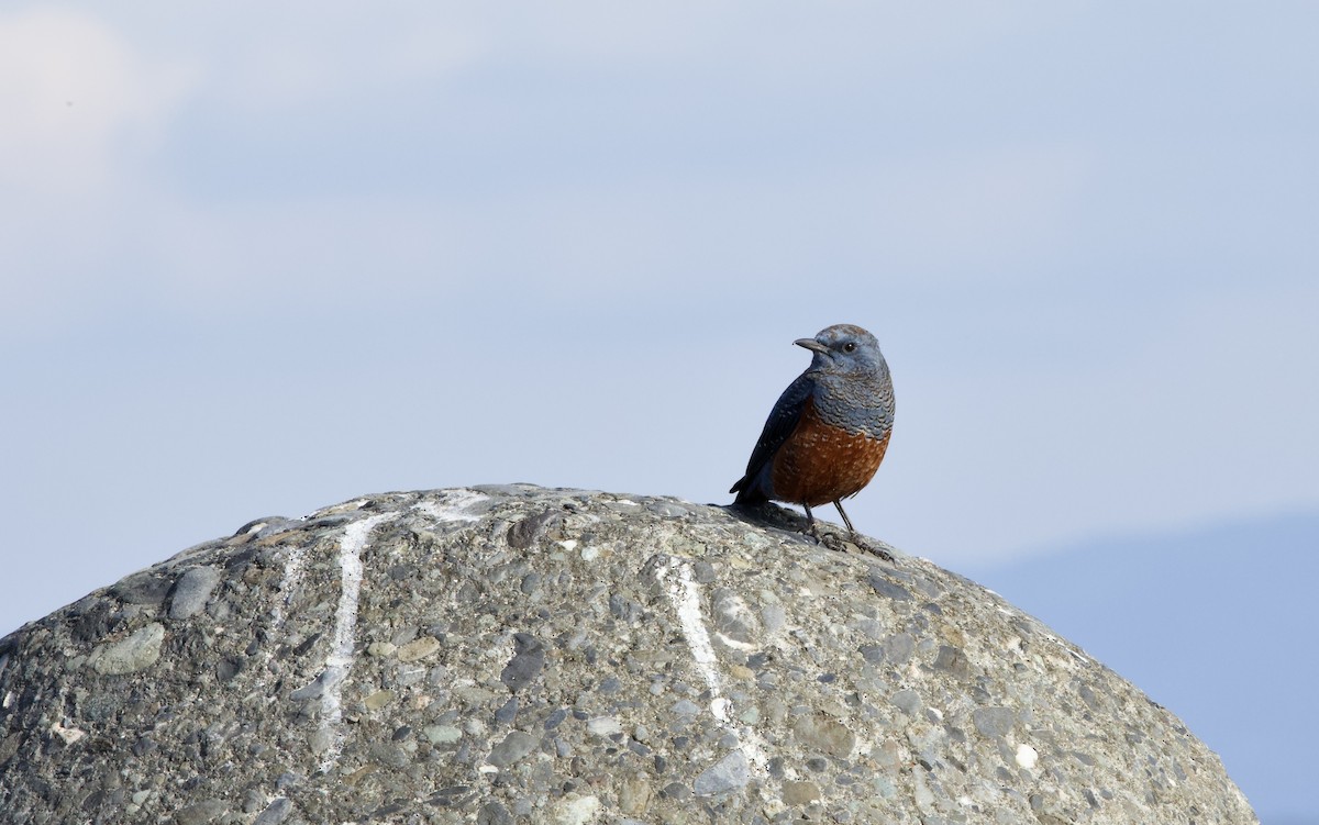 blåtrost - ML646734310