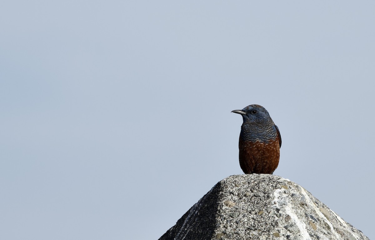 blåtrost - ML646734314