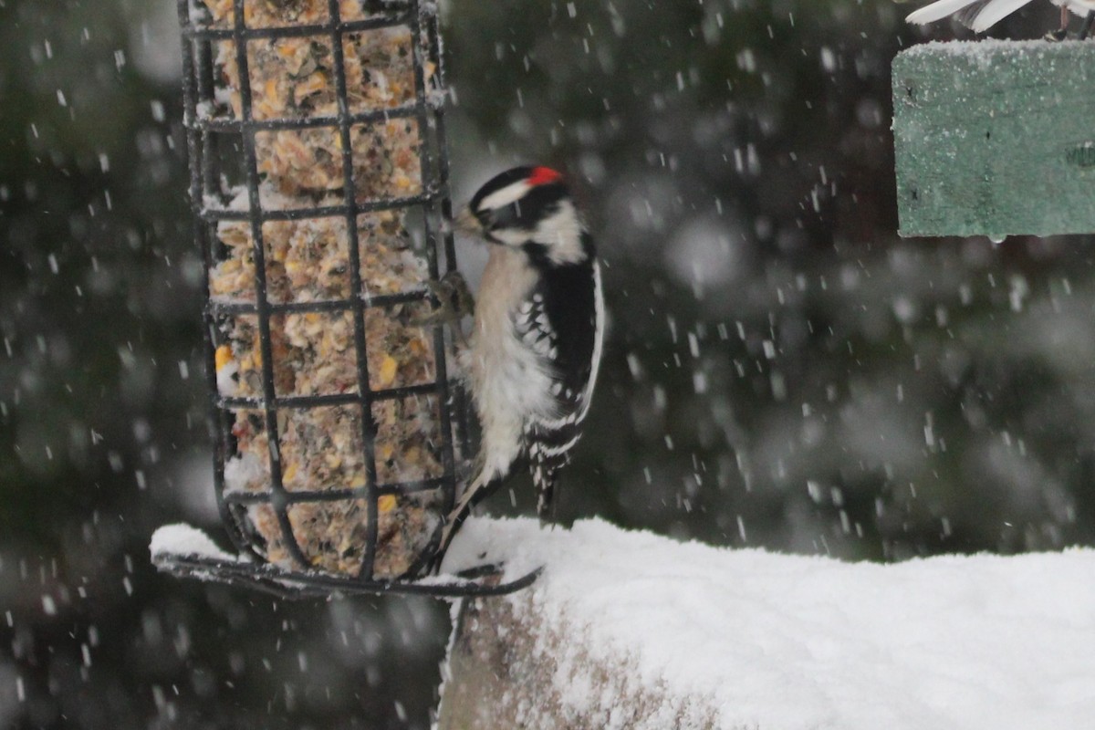 Downy Woodpecker - ML646734319