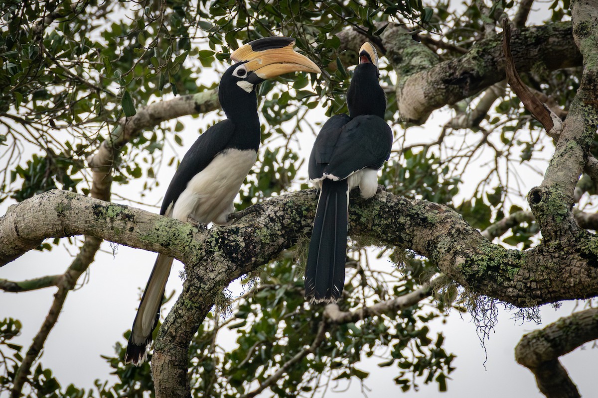 カササギサイチョウ - ML646734321