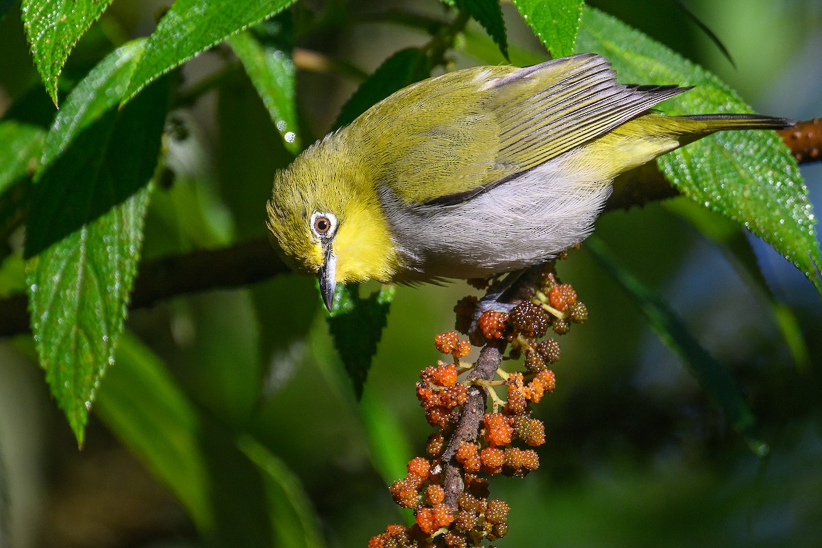 Swinhoe's White-eye - ML646734328