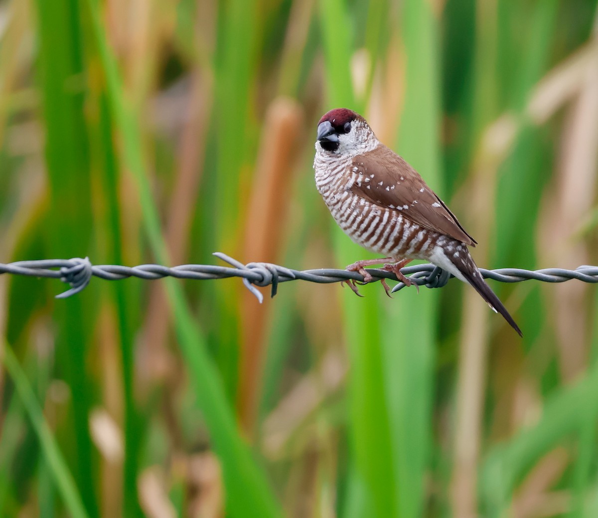 ceresastrild - ML646734330