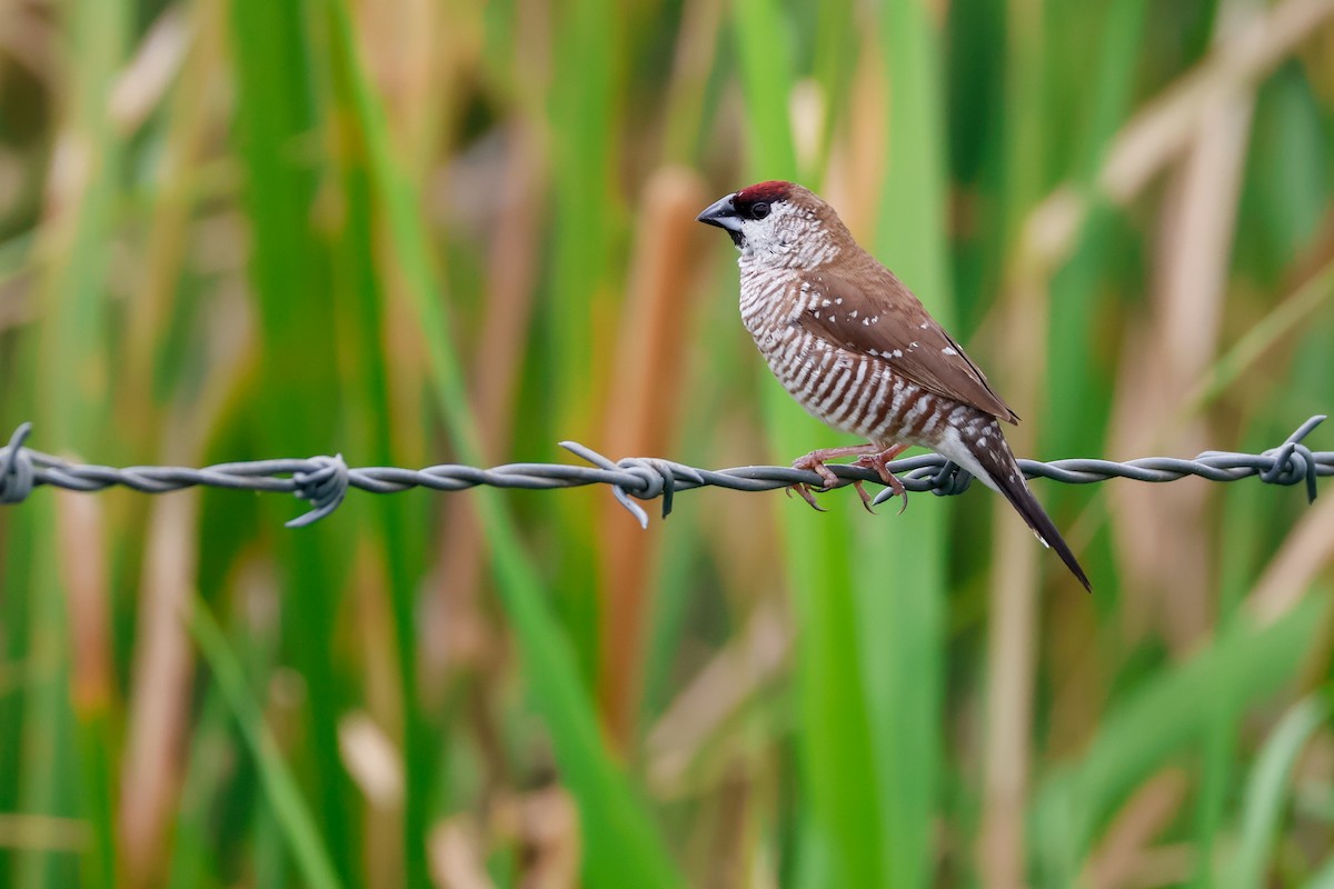 ceresastrild - ML646734331