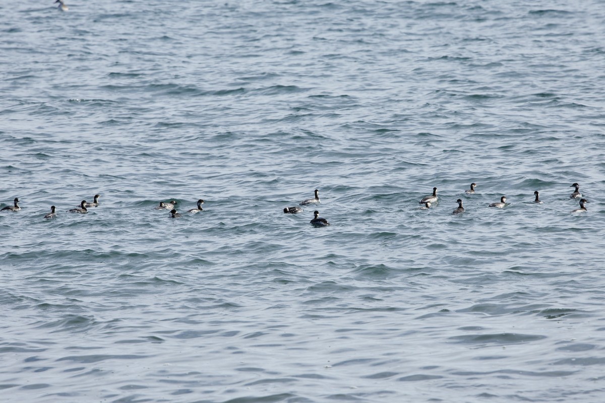 svarthalsdykker - ML646734333