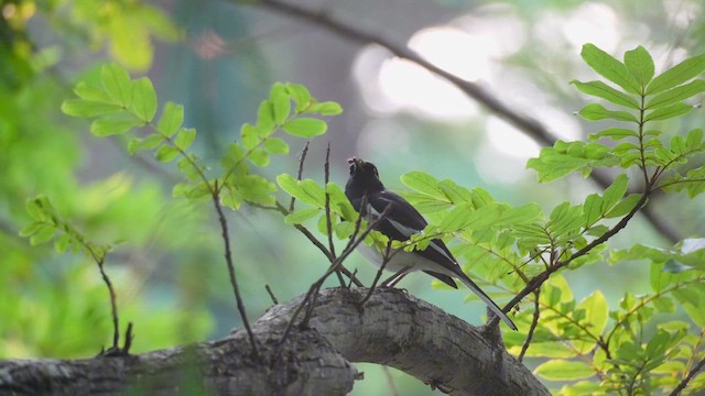 Oriental Magpie-Robin - ML646734338