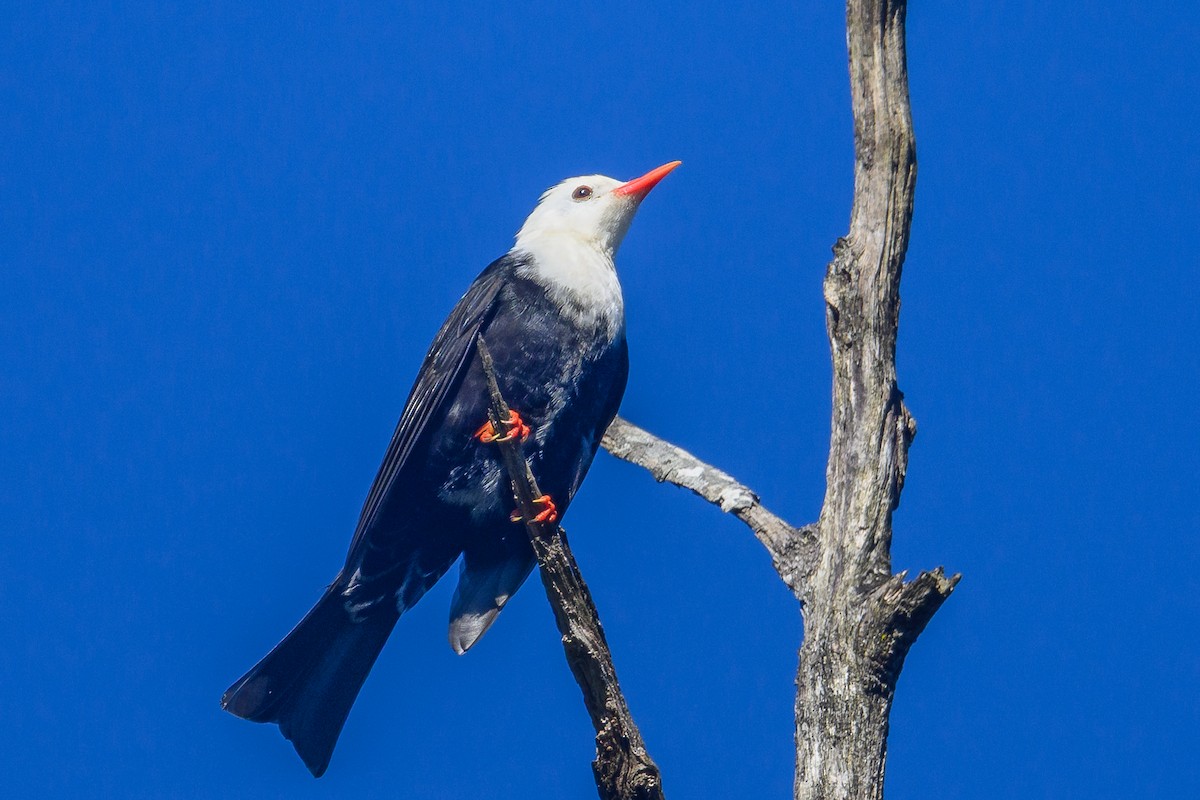 Black Bulbul (leucocephalus Group) - ML646734339