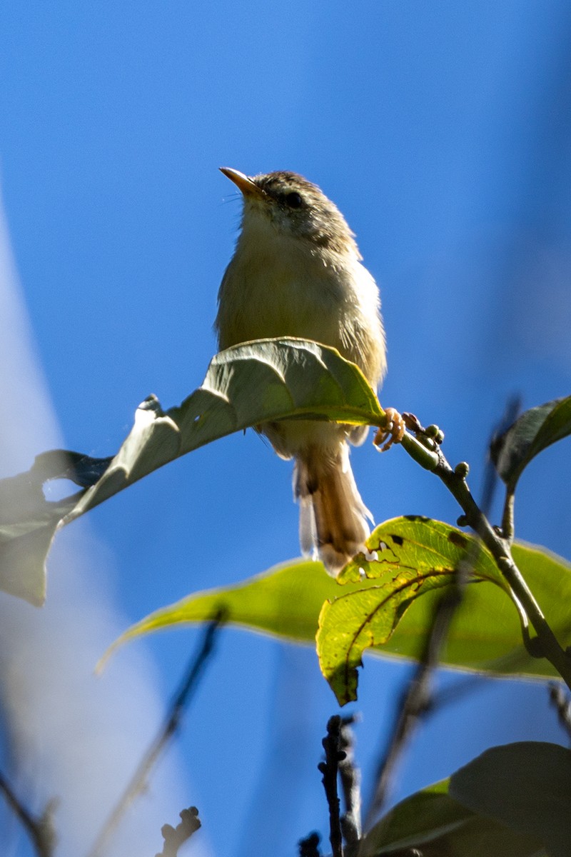 Rufescent Prinia - ML646734341