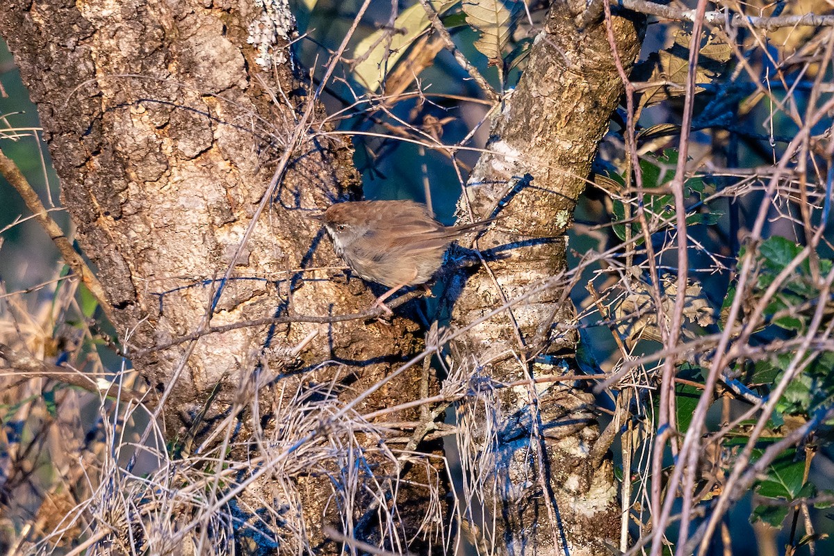 Rufescent Prinia - ML646734342