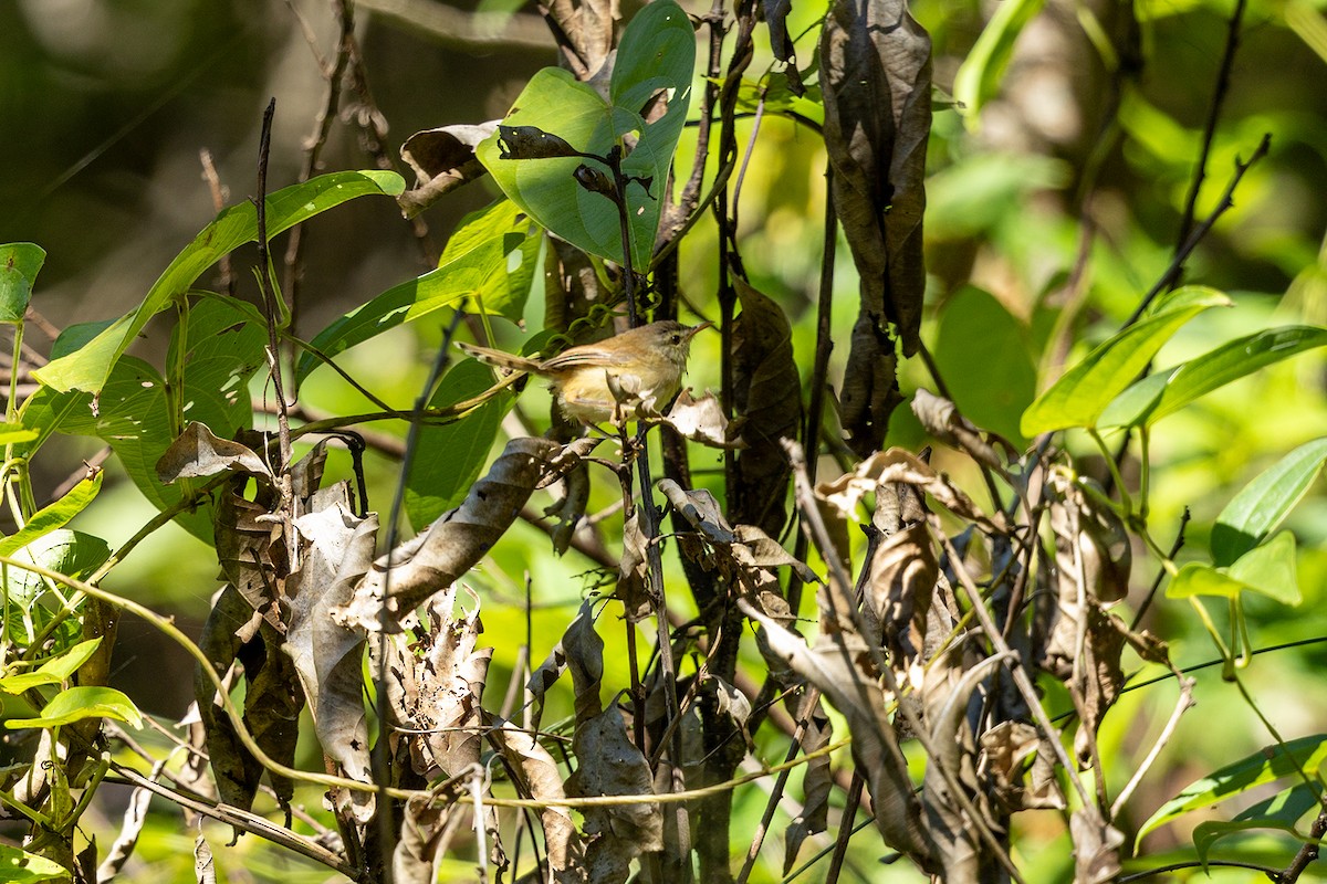 Rufescent Prinia - ML646734343