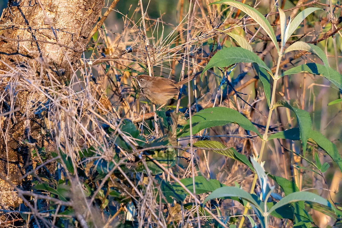 Rufescent Prinia - ML646734344