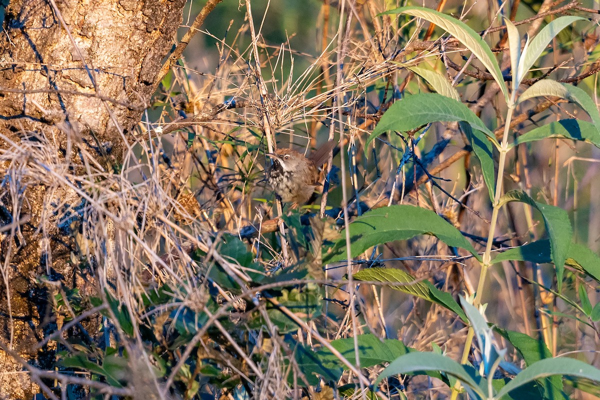 Rufescent Prinia - ML646734345