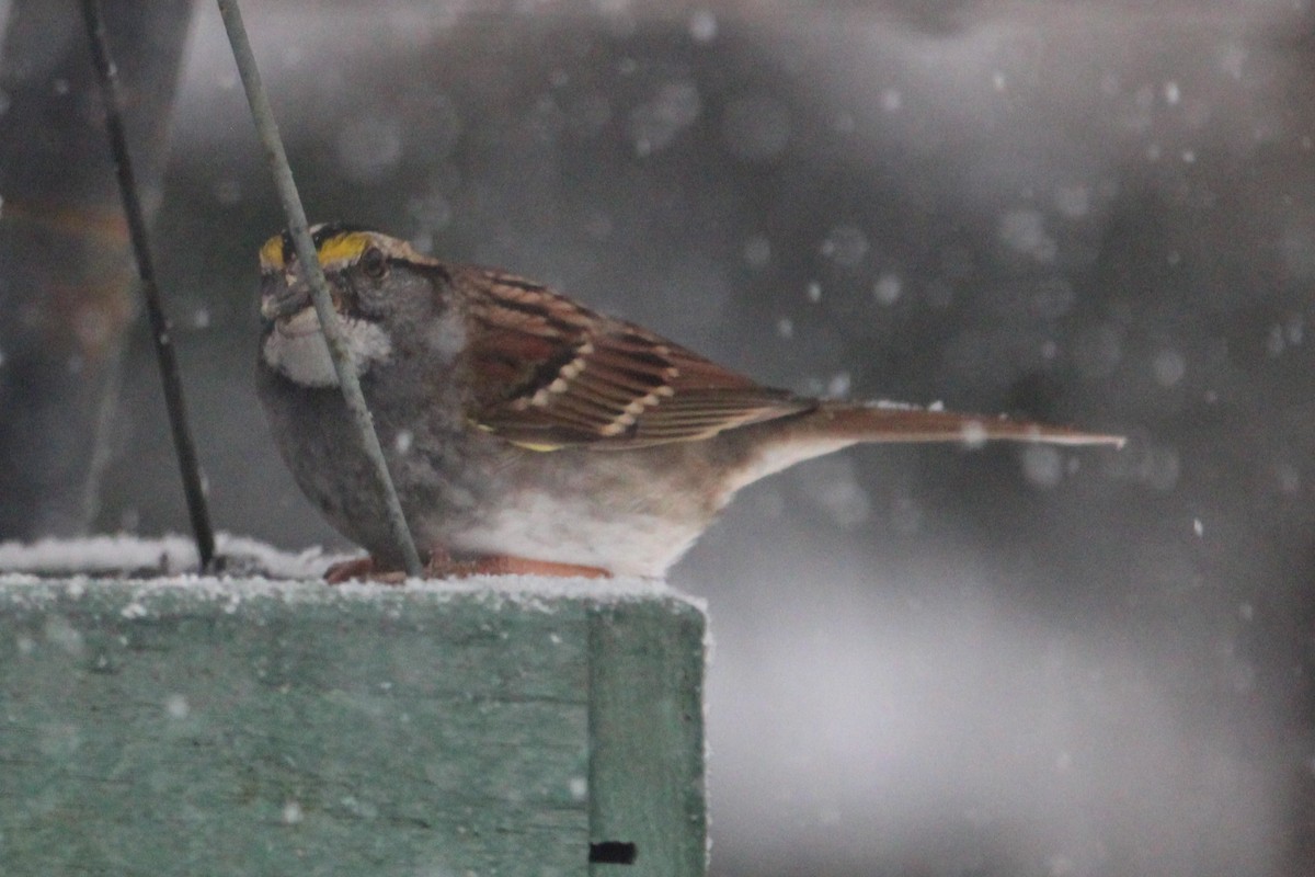 White-throated Sparrow - ML646734347