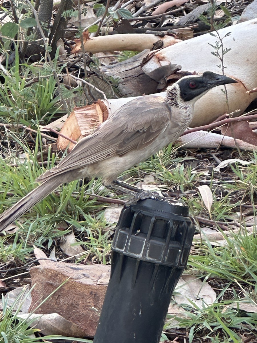 Silver-crowned Friarbird - ML646734348