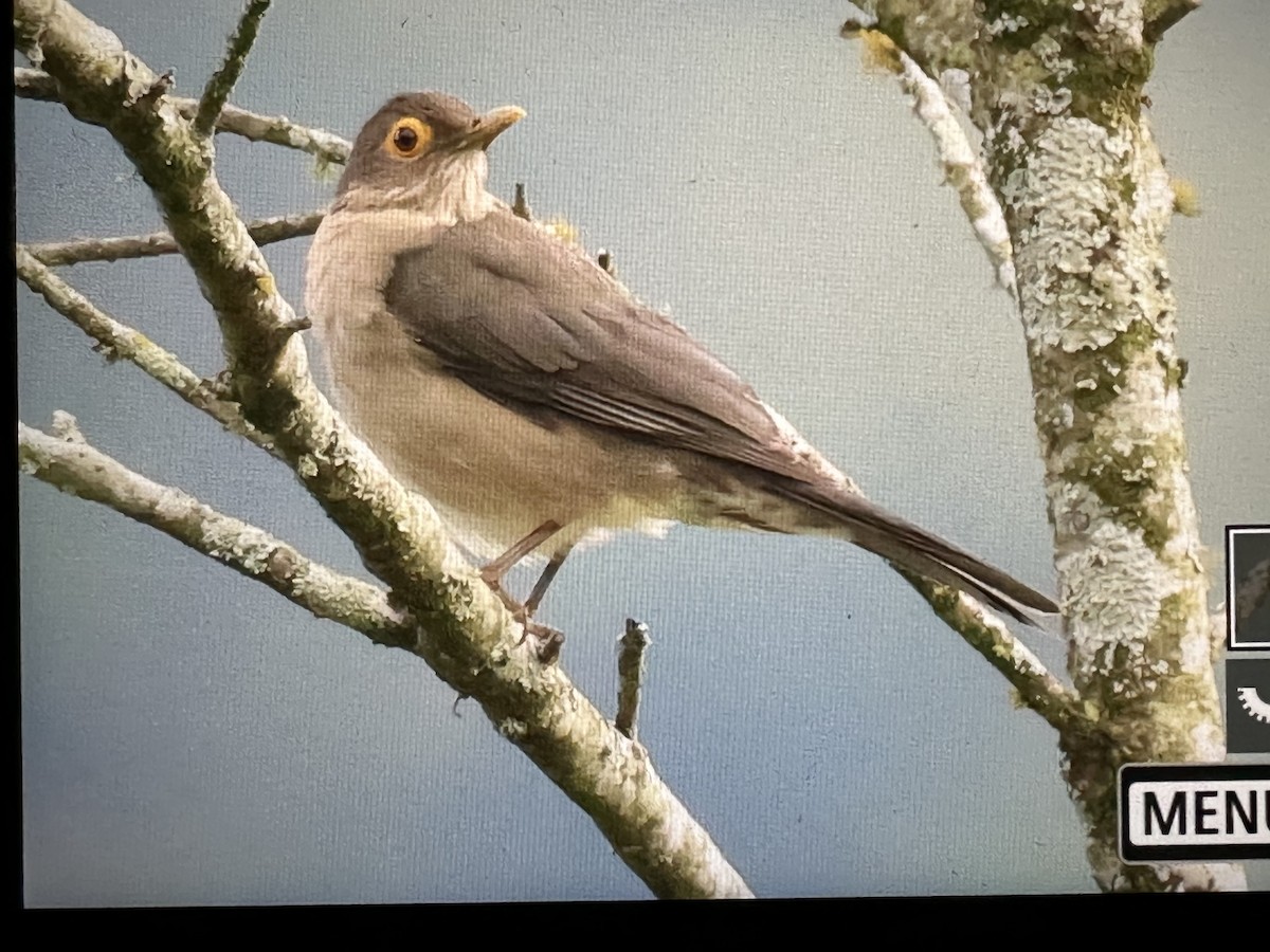 Merle à lunettes - ML646734350