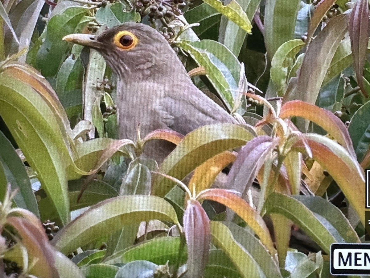 Merle à lunettes - ML646734351