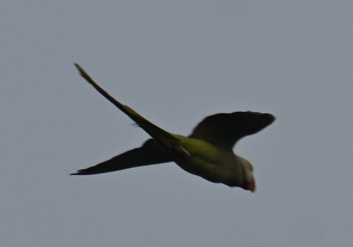 parakeet sp. - ML646734353