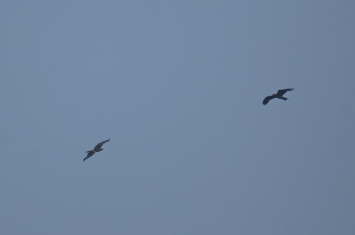 Black Kite - ML646734359