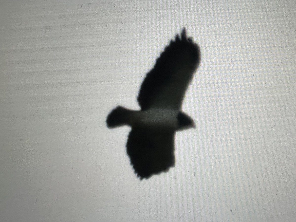 Buse à queue courte - ML646734361