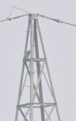 Peregrine Falcon (Shaheen) - ML646734362