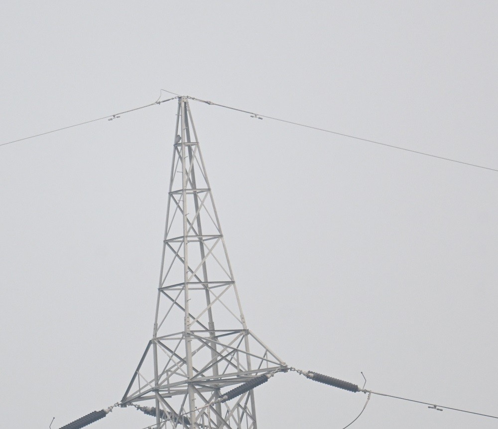 Peregrine Falcon (Shaheen) - ML646734364