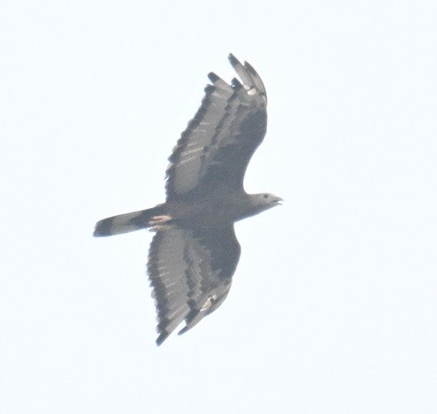 Oriental Honey-buzzard - ML646734366