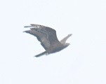 Oriental Honey-buzzard - ML646734367