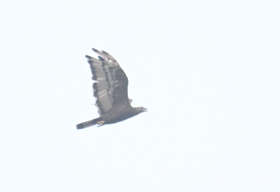 Oriental Honey-buzzard - ML646734368
