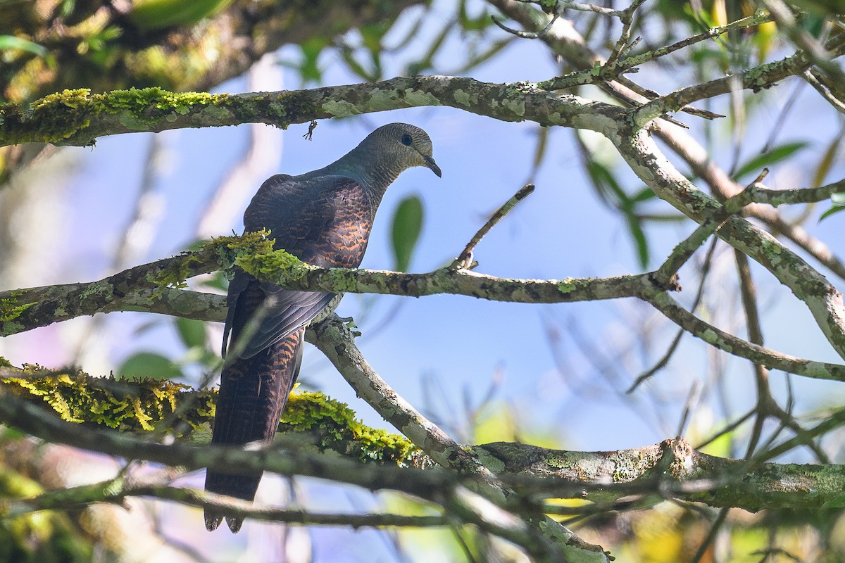 Barred Cuckoo-Dove - ML646734370