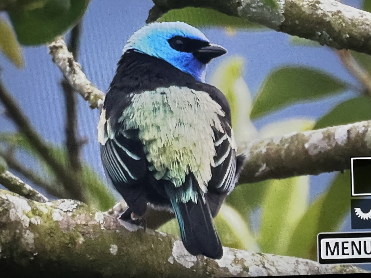 Calliste à cou bleu - ML646734371