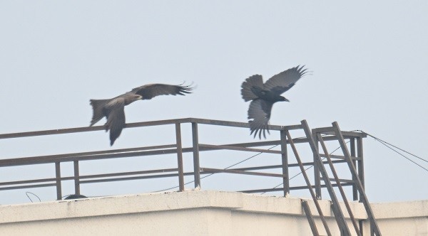 Large-billed Crow - ML646734372