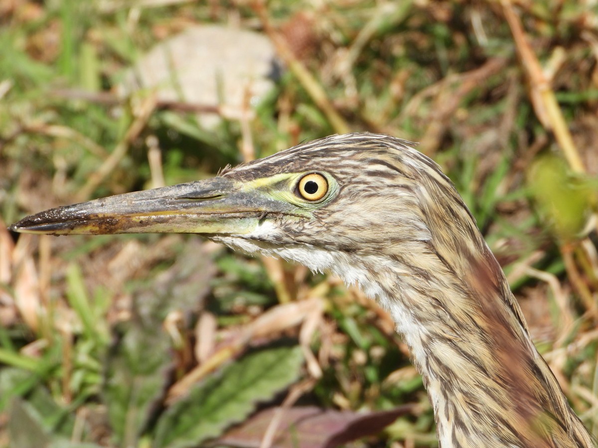 Indian Pond-Heron - ML646734380