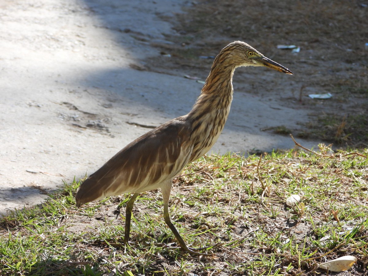 Indian Pond-Heron - ML646734381