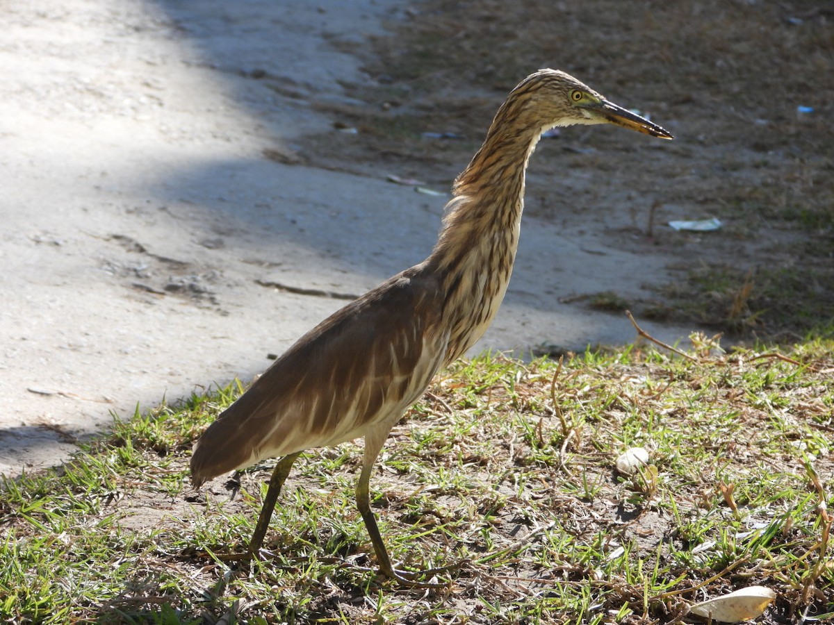Indian Pond-Heron - ML646734382