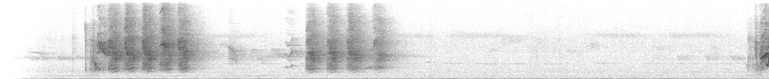 Spangled Drongo - ML646734390