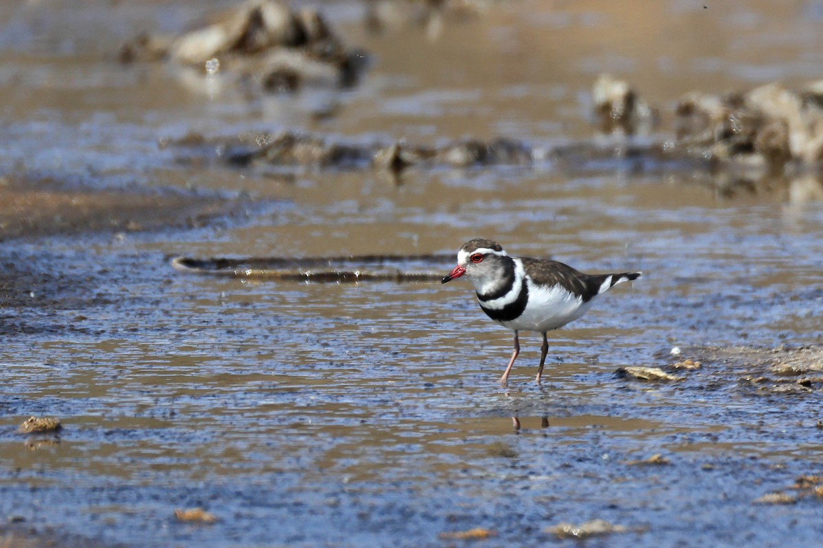 Chorlitejo Tricollar - ML646734408