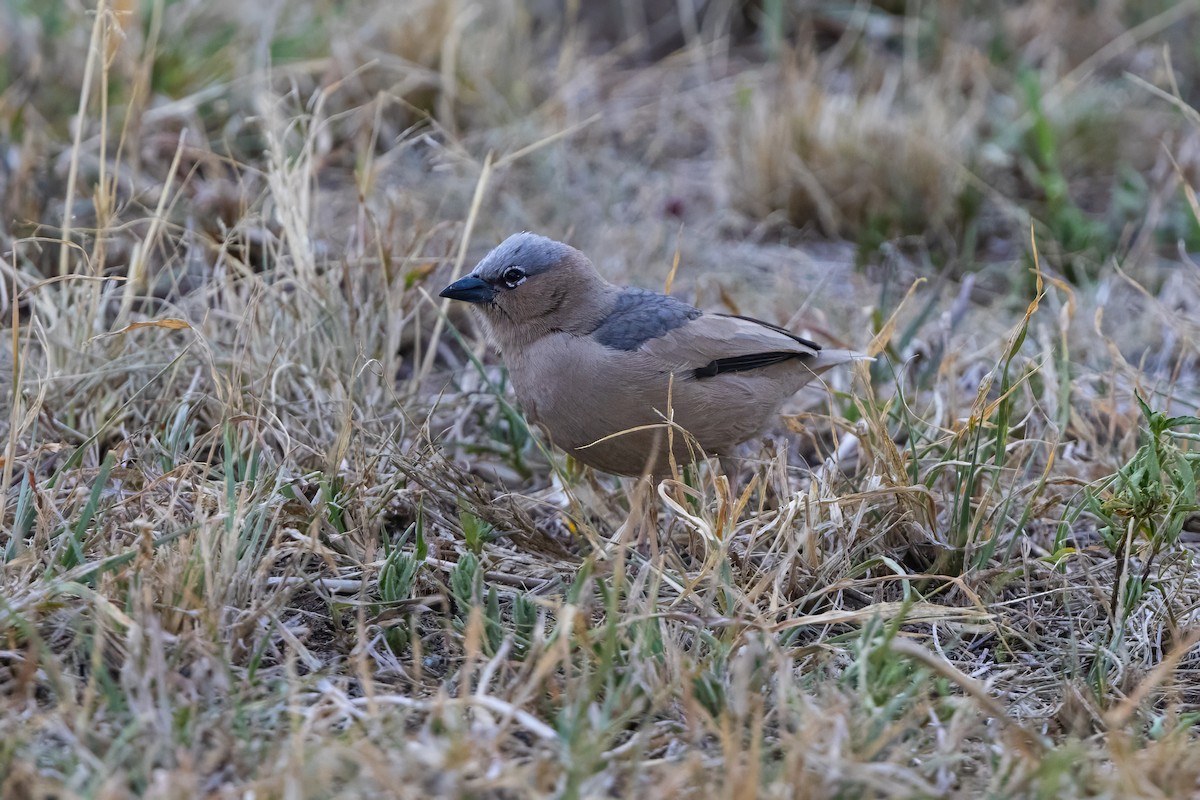 Gray-capped Social-Weaver - ML646734409