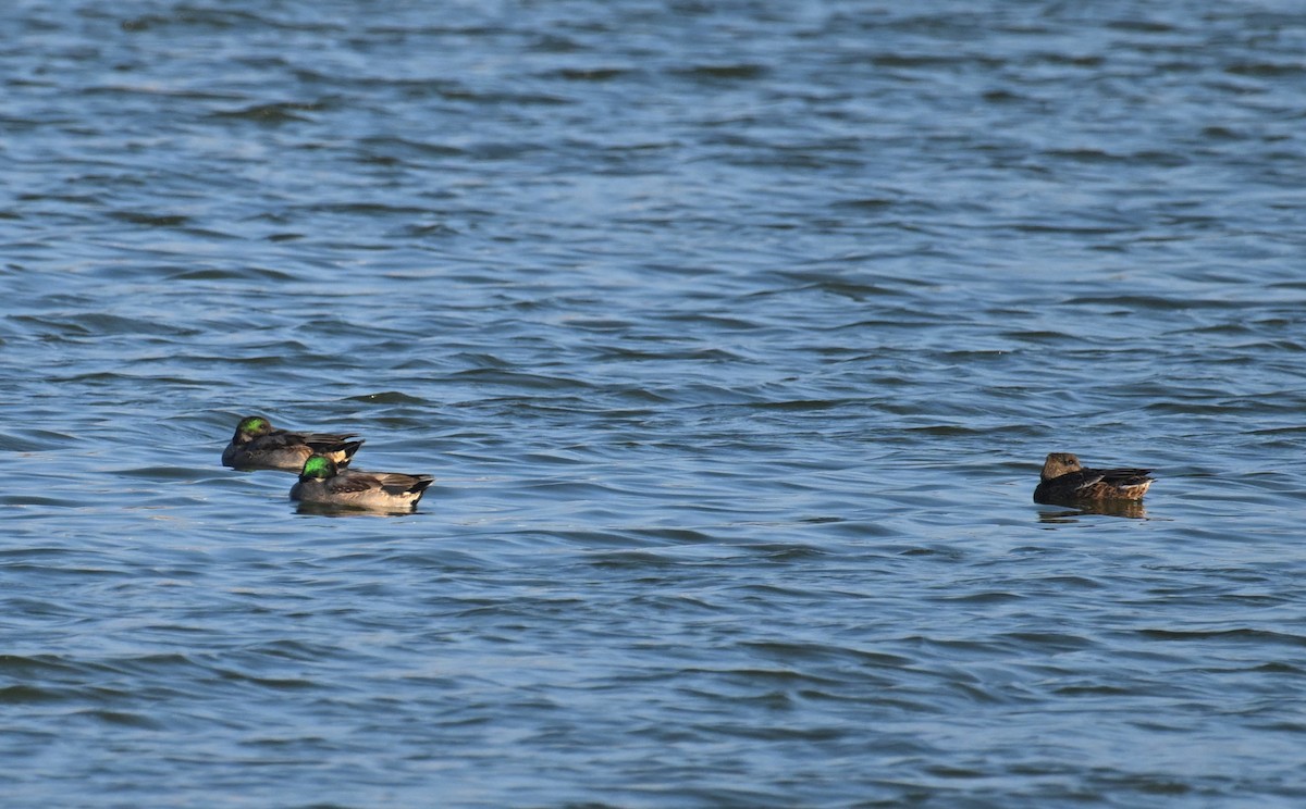 ヨシガモ - ML646734410