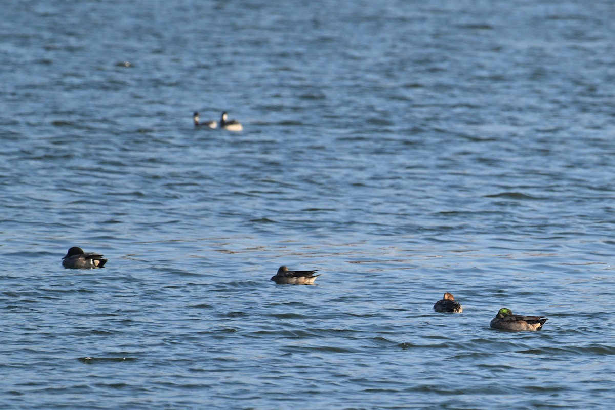 ヨシガモ - ML646734411