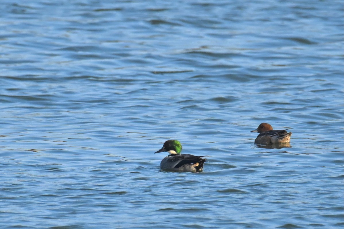 ヨシガモ - ML646734412