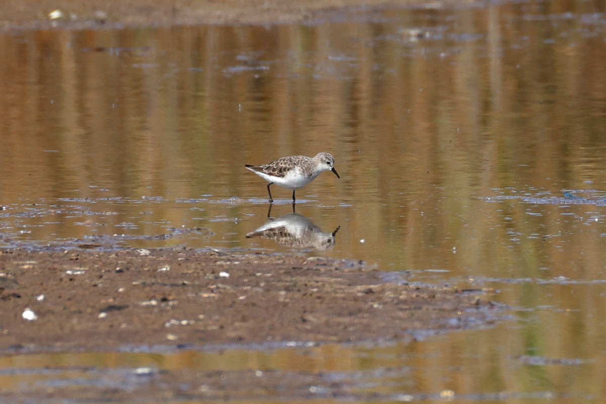 Little Stint - ML646734414