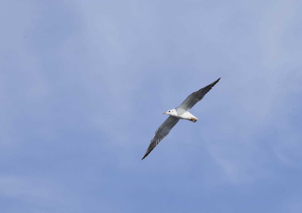 hettemåke - ML646734415