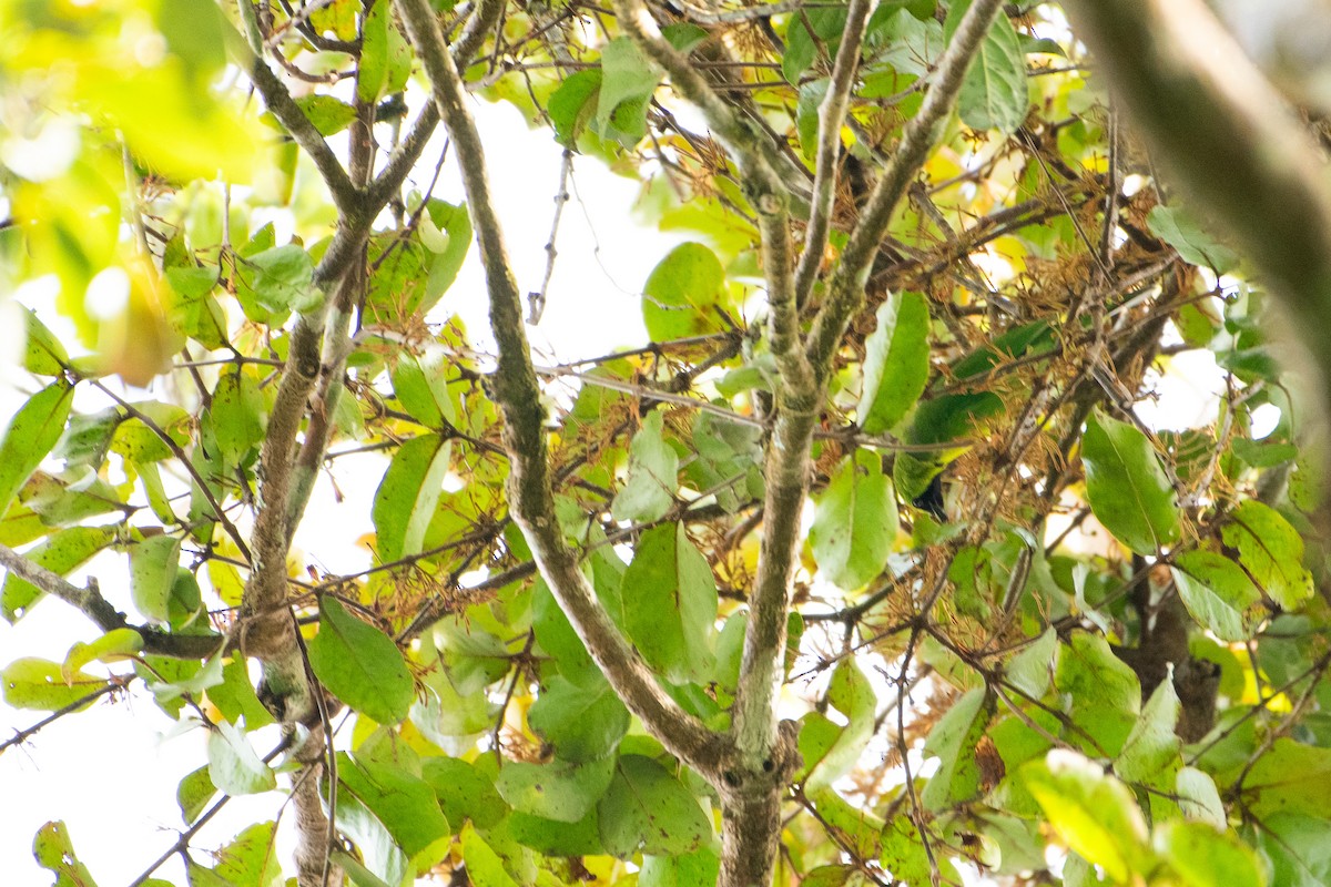 Dickschnabel-Blattvogel - ML646734420