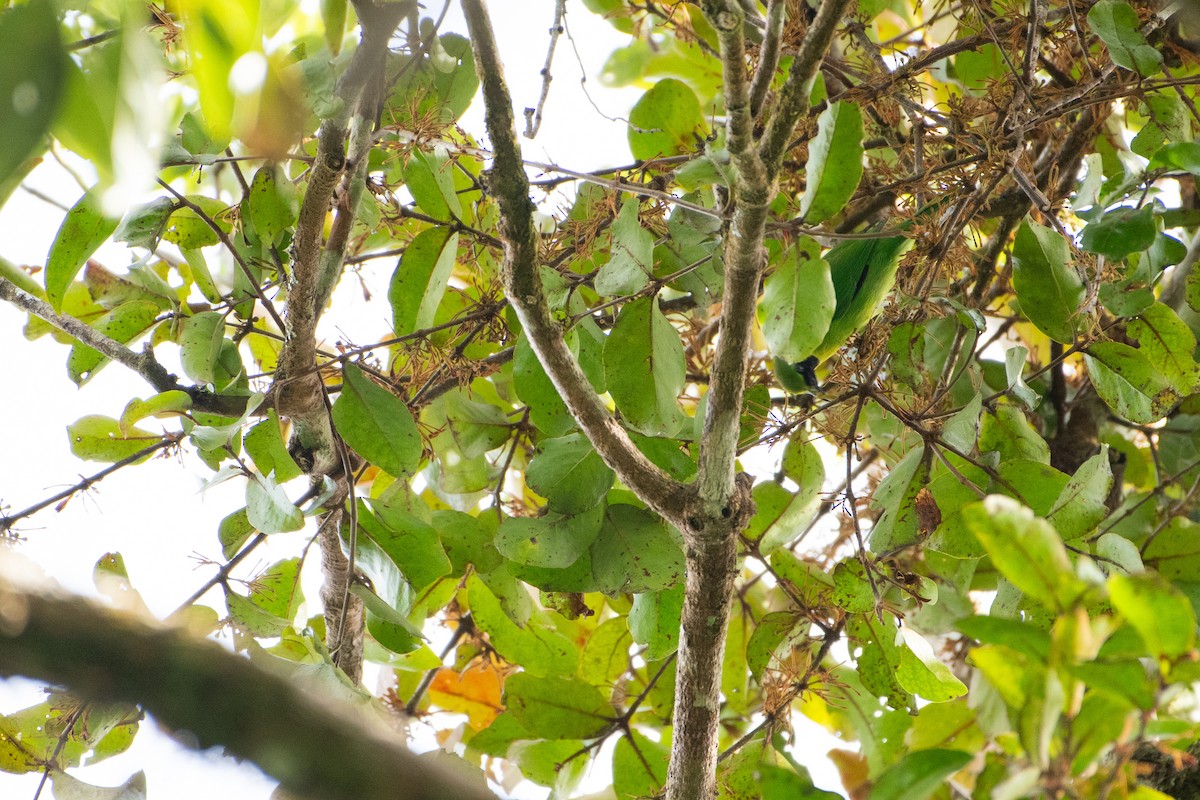 Dickschnabel-Blattvogel - ML646734421